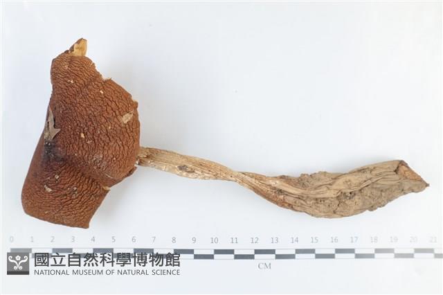 登錄號:F0038862藏品圖，第1張