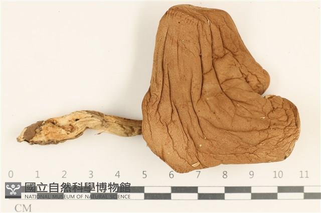 登錄號:F0036862藏品圖，第1張