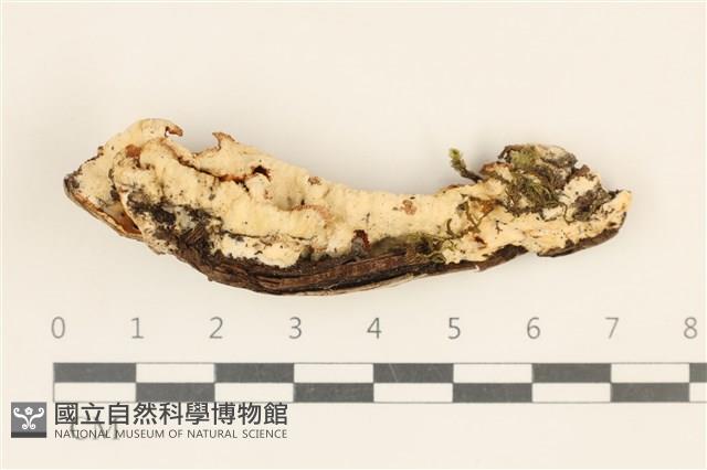 登錄號:F0017862藏品圖，第1張