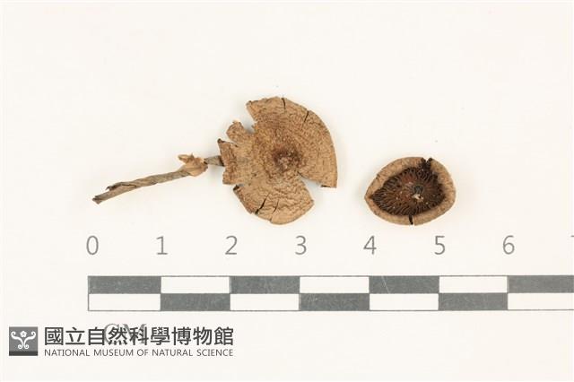 登錄號:F0037862藏品圖，第1張