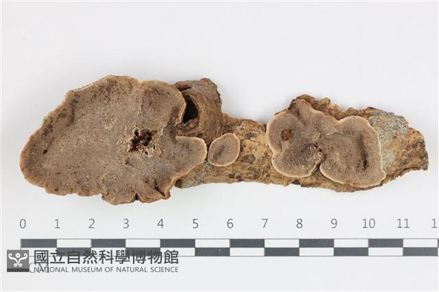登錄號:F0035862藏品圖，第1張