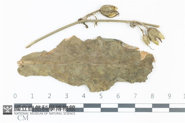 登錄號:F0038962藏品圖，第1張