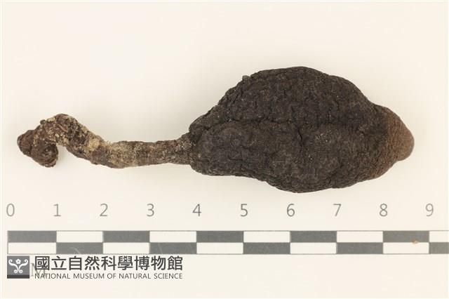 登錄號:F0036962藏品圖，第1張