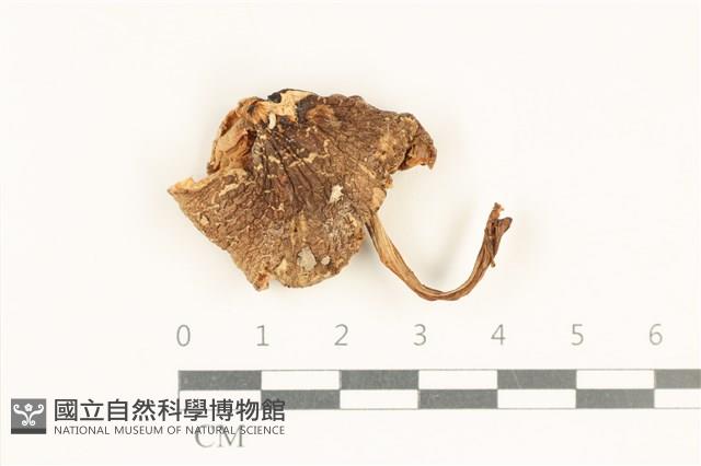 粉褶菌屬藏品圖，第1張