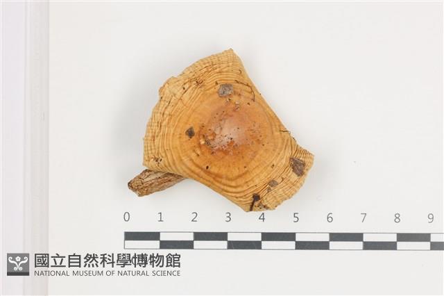 登錄號:F0036662藏品圖，第1張