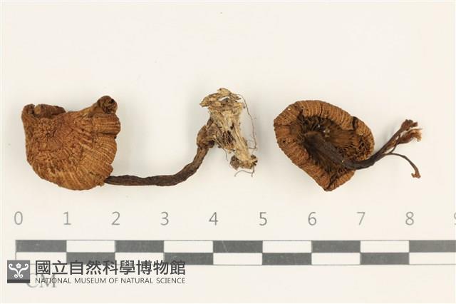 登錄號:F0037662藏品圖，第1張