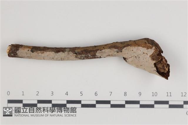 刺皮菌屬藏品圖，第1張