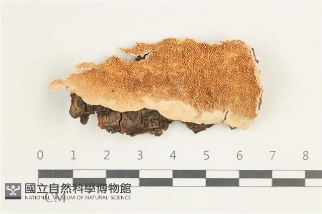 登錄號:F0038462藏品圖，第1張