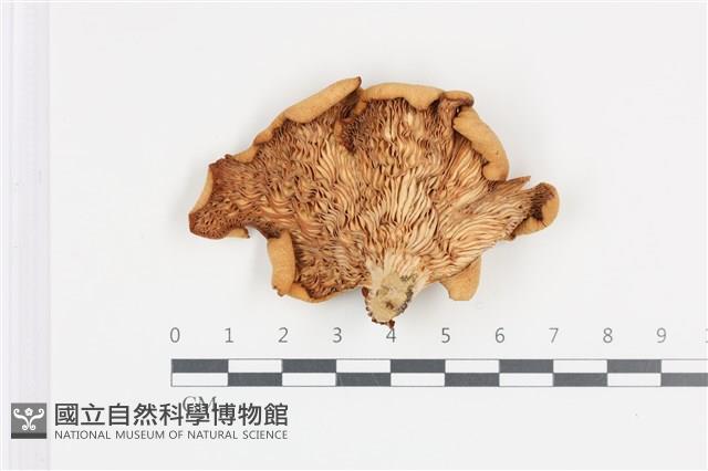 登錄號:F0036462藏品圖，第1張