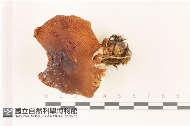 登錄號:F0037462藏品圖，第1張