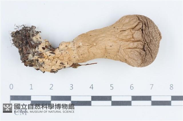 登錄號:F0038762藏品圖，第1張