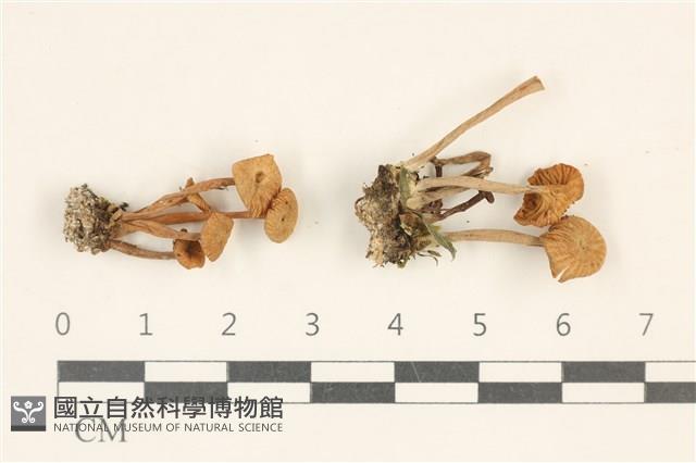 館號:F0036762藏品圖，第1張