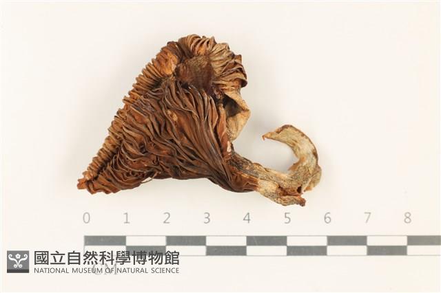 登錄號:F0037762藏品圖，第1張