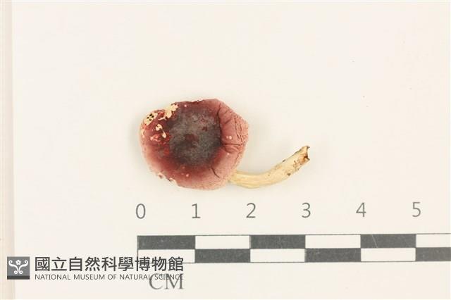 紅菇屬藏品圖，第1張