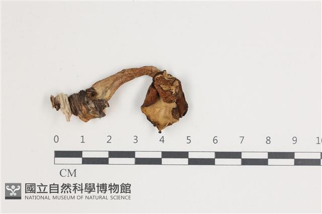 登錄號:F0035562藏品圖，第1張
