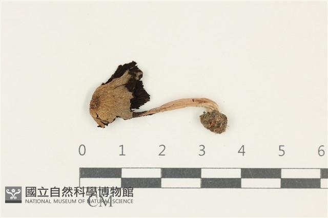 登錄號:F0038162藏品圖，第1張