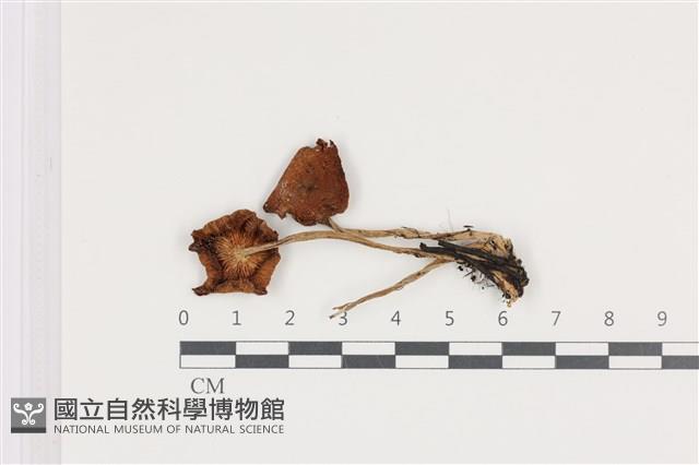 登錄號:F0036162藏品圖，第1張