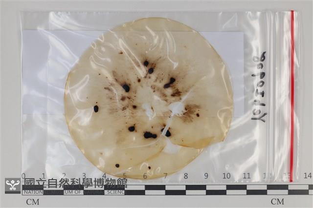 登錄號:F0035162藏品圖，第1張