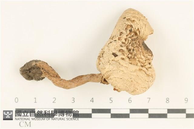 登錄號:F0038062藏品圖，第1張
