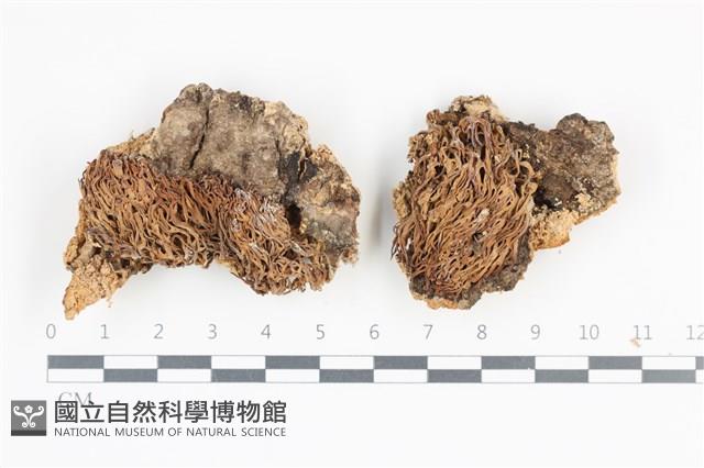 登錄號:F0036062藏品圖，第1張