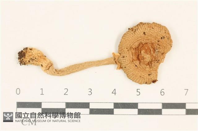 登錄號:F0037062藏品圖，第1張