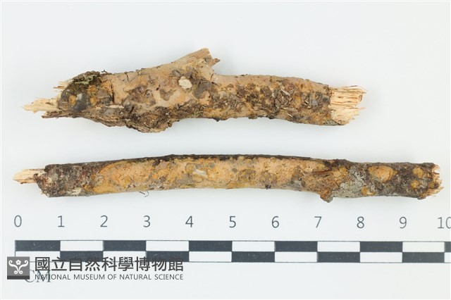 登錄號:F0039062藏品圖，第1張