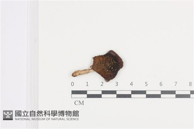 紅菇屬藏品圖，第1張