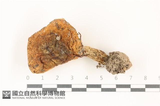 登錄號:F0037362藏品圖，第1張