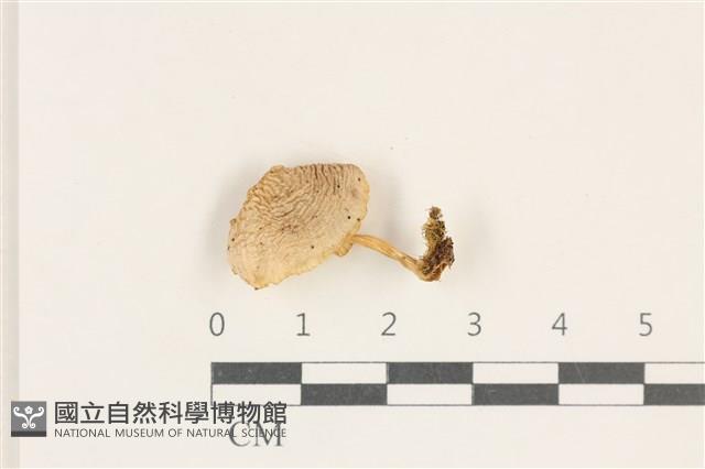 利氏小菇藏品圖，第1張