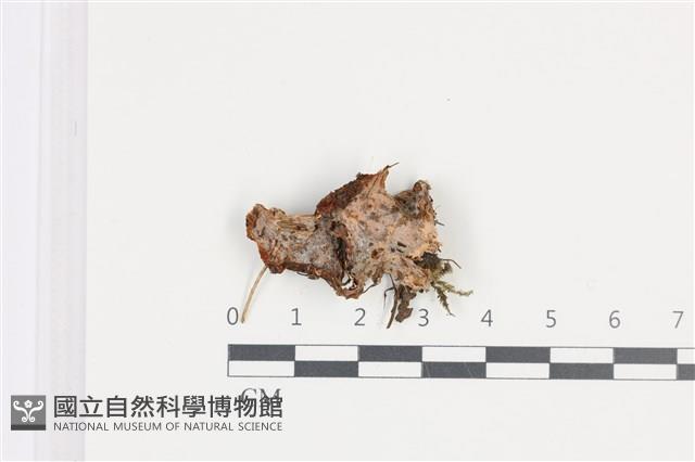 登錄號:F0036222藏品圖，第1張