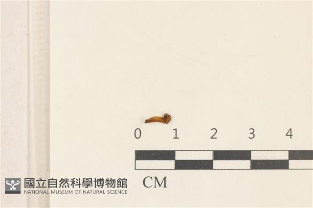 登錄號:F0037222藏品圖，第1張
