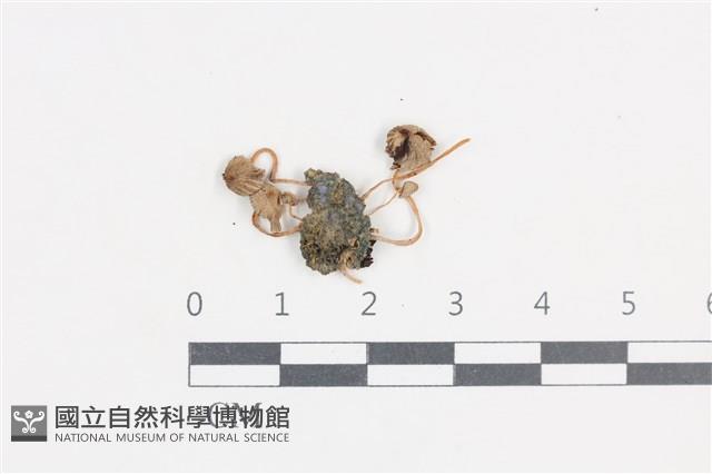 登錄號:F0038822藏品圖，第1張