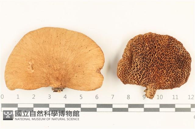 登錄號:F0036822藏品圖，第1張
