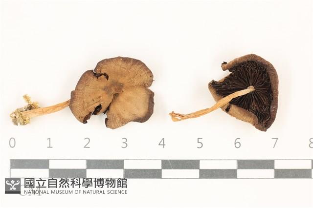 登錄號:F0037822藏品圖，第1張