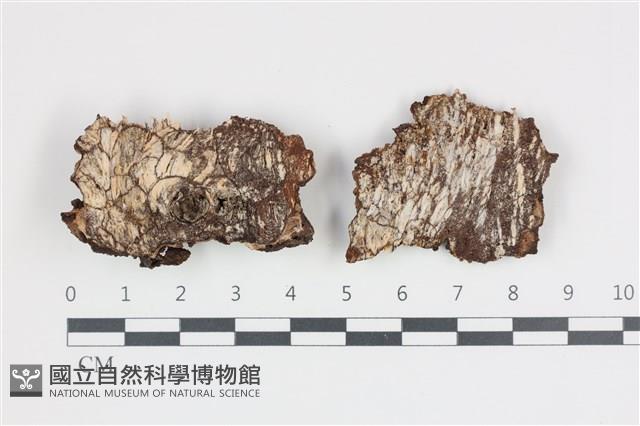 登錄號:F0035822藏品圖，第1張
