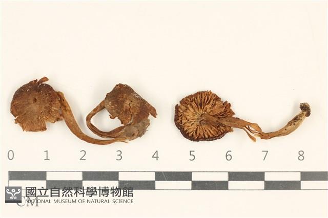 登錄號:F0036922藏品圖，第1張