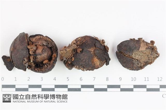 登錄號:F0035922藏品圖，第1張