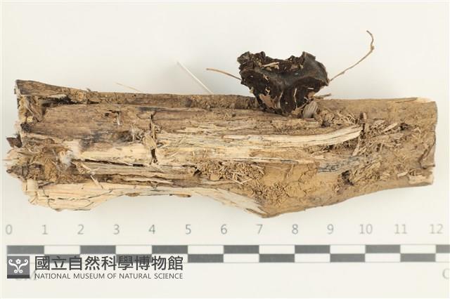 登錄號:F0038622藏品圖，第1張