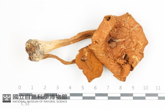 登錄號:F0036622藏品圖，第1張