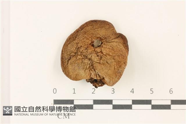 登錄號:F0037422藏品圖，第1張