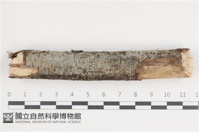 登錄號:F0035422藏品圖，第1張