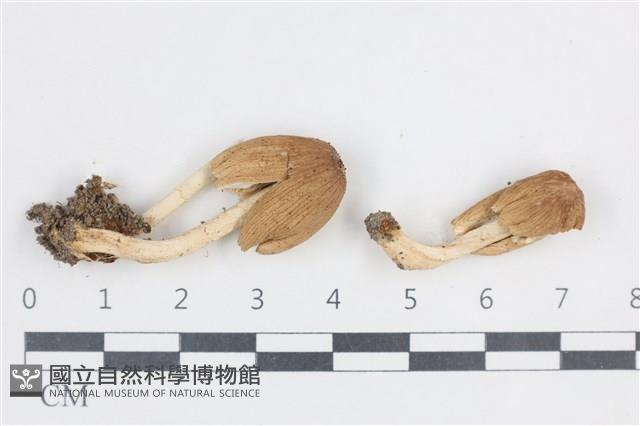 登錄號:F0038722藏品圖，第1張