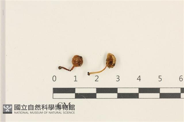小菇屬藏品圖，第1張