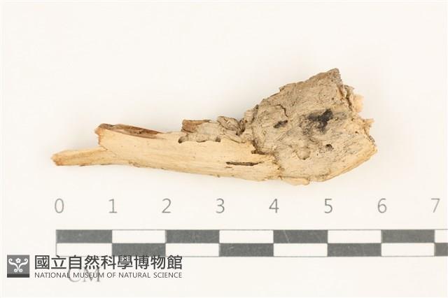 登錄號:F0037722藏品圖，第1張