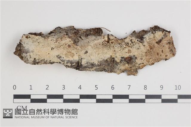 剛毛絲皮菌藏品圖，第1張