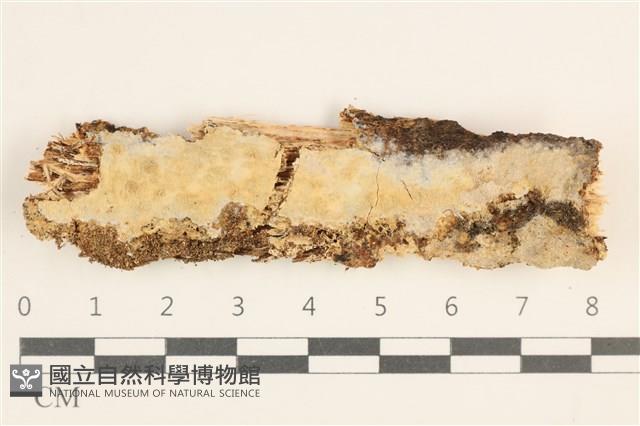 擬筍殼菌屬藏品圖，第1張