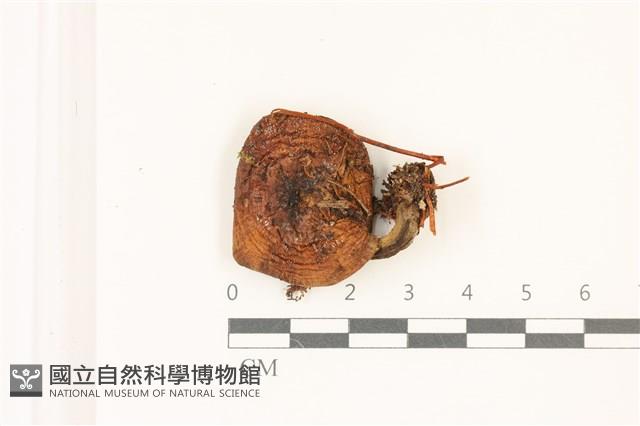 登錄號:F0037522藏品圖，第1張