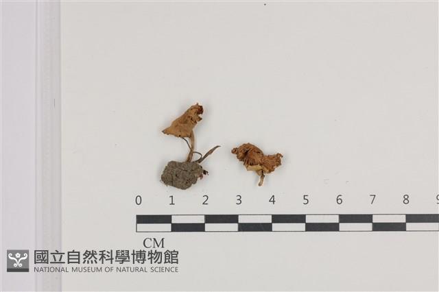 登錄號:F0036122藏品圖，第1張