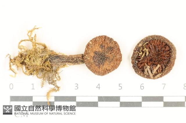 登錄號:F0037122藏品圖，第1張