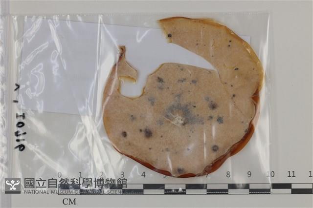 登錄號:F0035122藏品圖，第1張